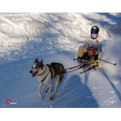Luge adaptée pour le ski joering